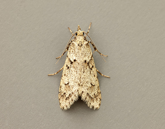 29.001 BF663 Diurnea fagella