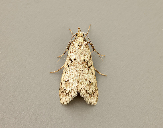 29.001 BF663 Diurnea fagella