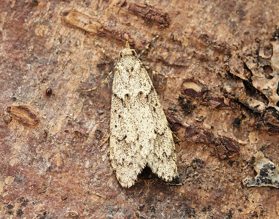 29.001 BF663 Diurnea fagella