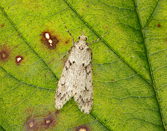 29.001 BF663 Diurnea fagella