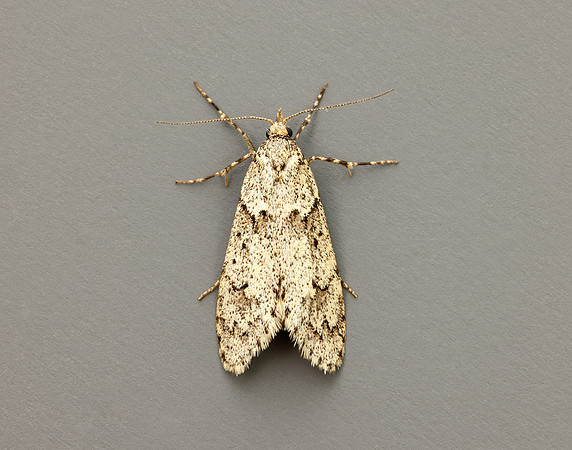 29.001 BF663 Diurnea fagella