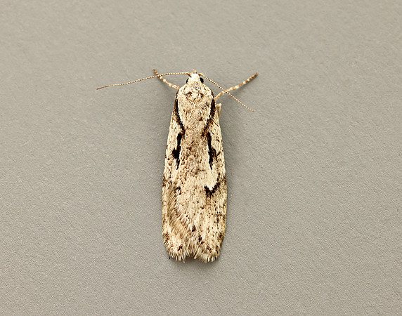 32.001 BF666 Semioscopis avellanella