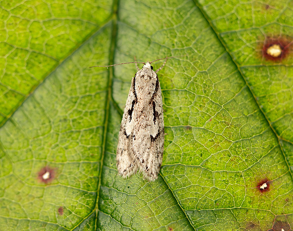 32.001 BF666 Semioscopis avellanella