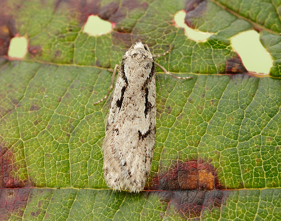 32.001 BF666 Semioscopis avellanella