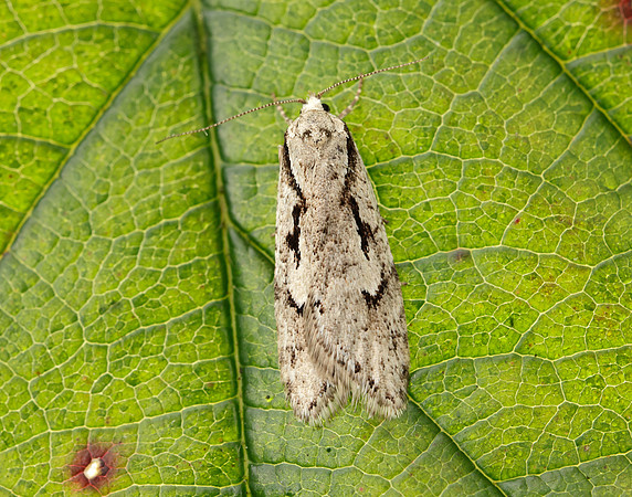 32.001 BF666 Semioscopis avellanella
