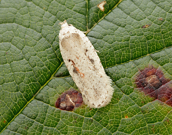32.007 BF701 Agonopterix ocellana
