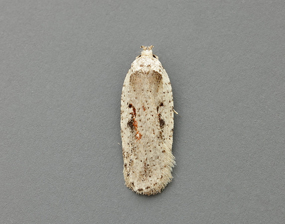 32.007 BF701 Agonopterix ocellana