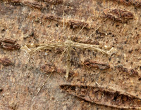 45.004 BF1501 Triangle Plume Platyptilia gonodactyla