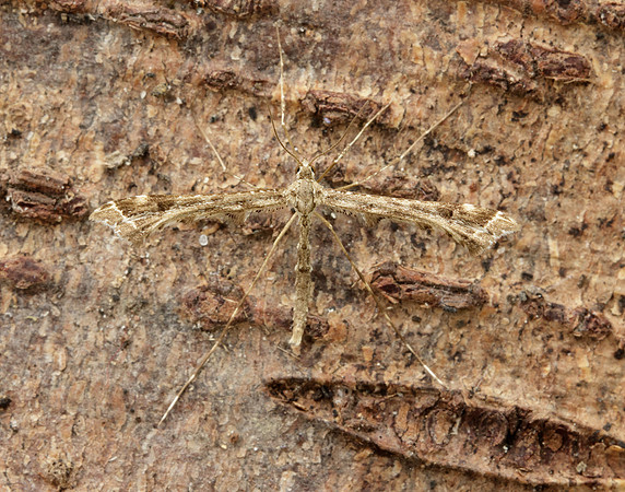 45.004 BF1501 Triangle Plume Platyptilia gonodactyla
