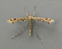 45.004 BF1501 Triangle Plume Platyptilia gonodactyla