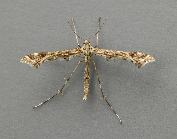 45.004 BF1501 Triangle Plume Platyptilia gonodactyla