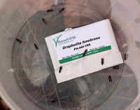 49.362 BF1227 Pammene giganteana
