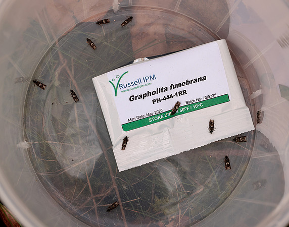 49.362 BF1227 Pammene giganteana