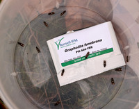49.362 BF1227 Pammene giganteana