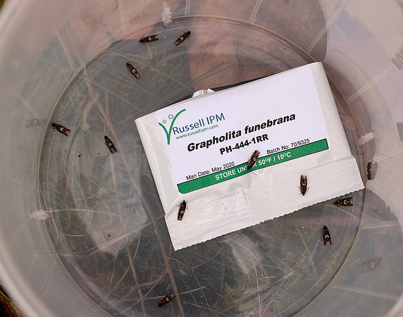 49.362 BF1227 Pammene giganteana