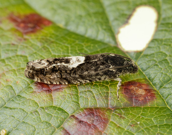 49.362 BF1227 Pammene giganteana