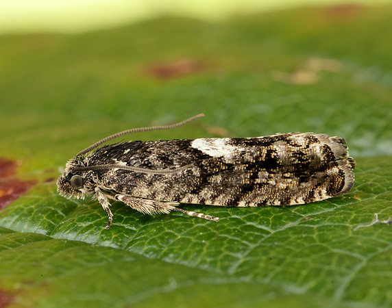 49.362 BF1227 Pammene giganteana