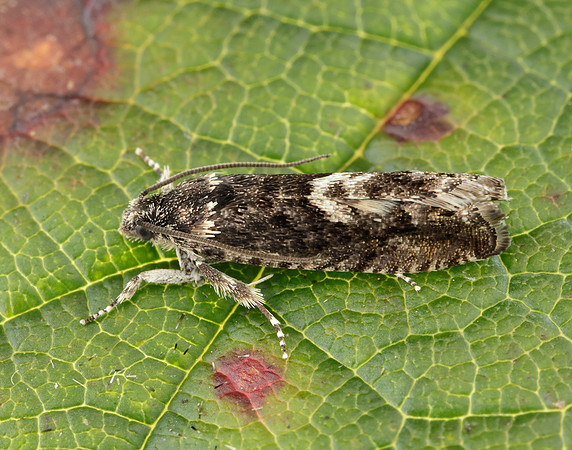 49.362 BF1227 Pammene giganteana