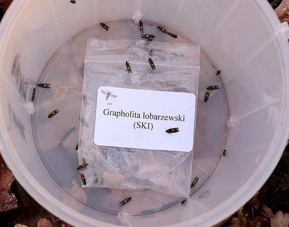 49.362 BF1227 Pammene giganteana
