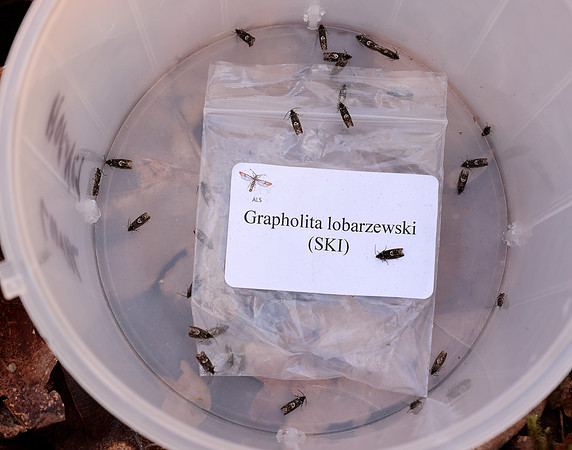 49.362 BF1227 Pammene giganteana
