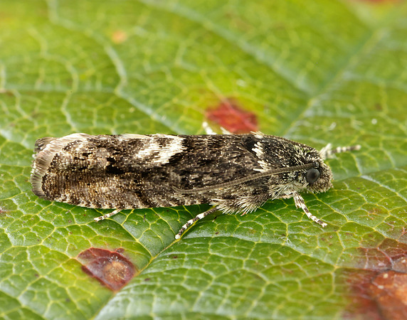 49.362 BF1227 Pammene giganteana