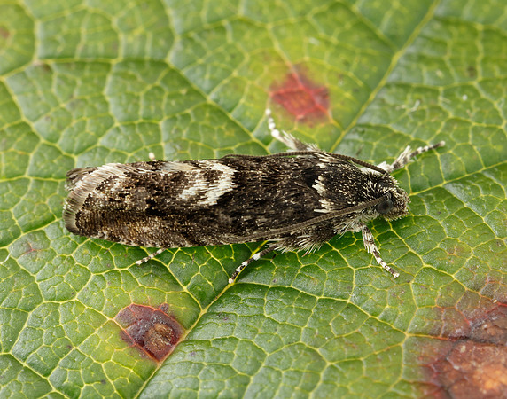 49.362 BF1227 Pammene giganteana