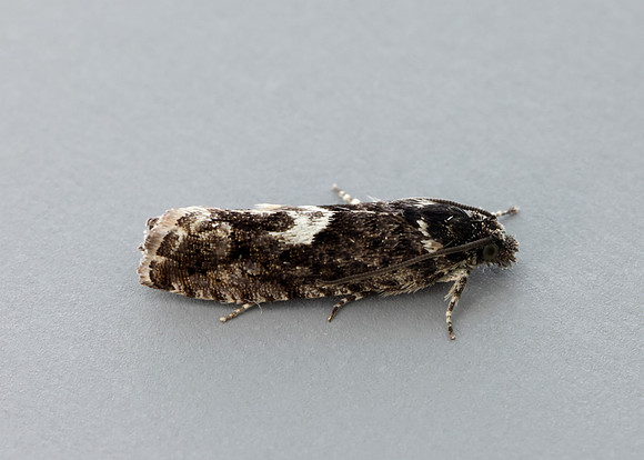 49.362 BF1227 Pammene giganteana
