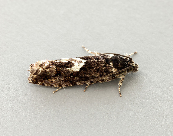 49.362 BF1227 Pammene giganteana