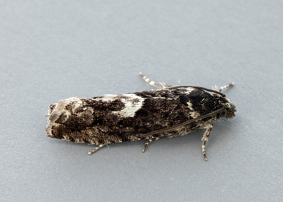 49.362 BF1227 Pammene giganteana