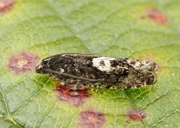 49.362 BF1227 Pammene giganteana