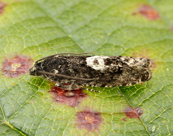 49.362 BF1227 Pammene giganteana