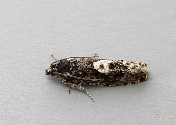 49.362 BF1227 Pammene giganteana