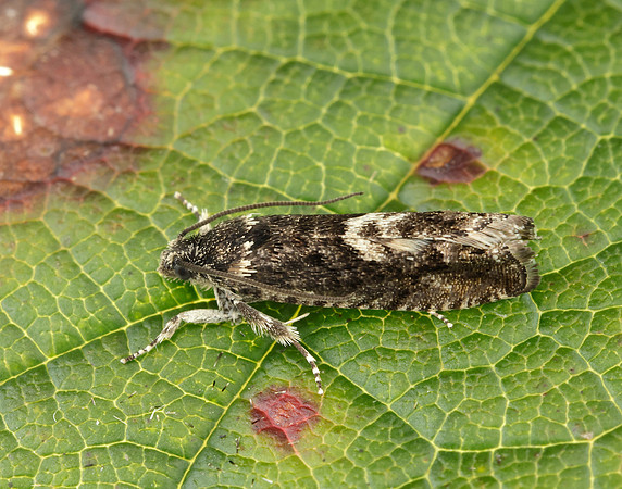 49.362 BF1227 Pammene giganteana