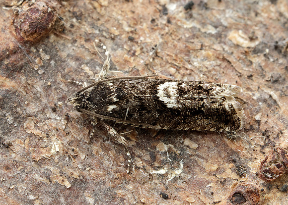 49.362 BF1227 Pammene giganteana