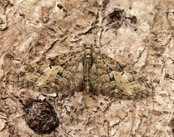 70.156 BF1852 Brindled Pug Eupithecia abbreviata