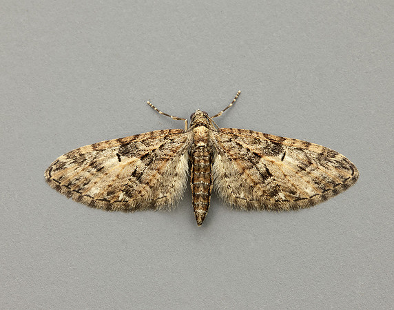 70.156 BF1852 Brindled Pug Eupithecia abbreviata