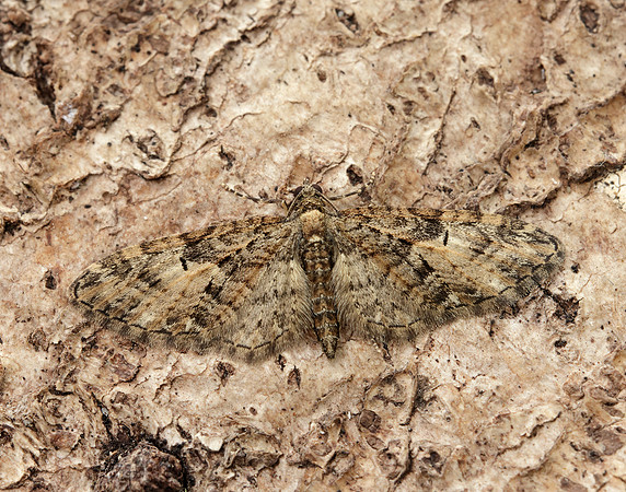 70.156 BF1852 Brindled Pug Eupithecia abbreviata