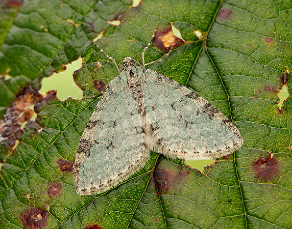 70.202 BF1881 Early Tooth-striped Trichopteryx carpinata