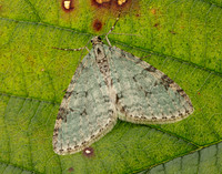70.202 BF1881 Early Tooth-striped Trichopteryx carpinata