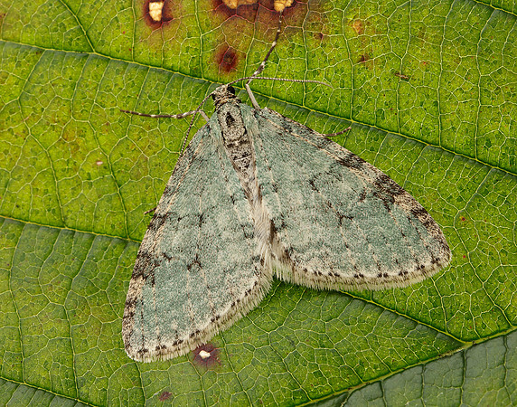 70.202 BF1881 Early Tooth-striped Trichopteryx carpinata