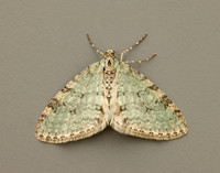 70.202 BF1881 Early Tooth-striped Trichopteryx carpinata