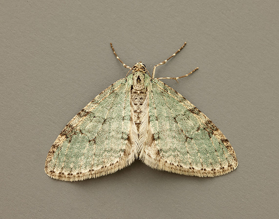 70.202 BF1881 Early Tooth-striped Trichopteryx carpinata