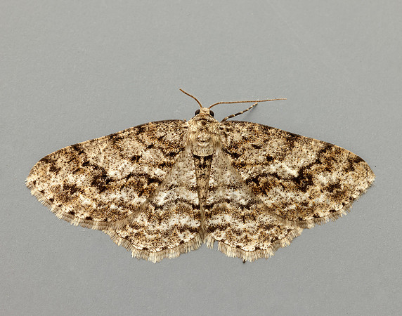 70.270 BF1947 Engrailed Ectropis crepuscularia