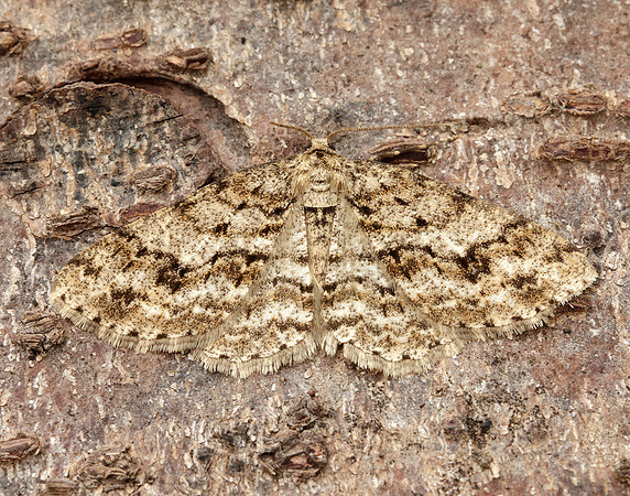 70.270 BF1947 Engrailed Ectropis crepuscularia