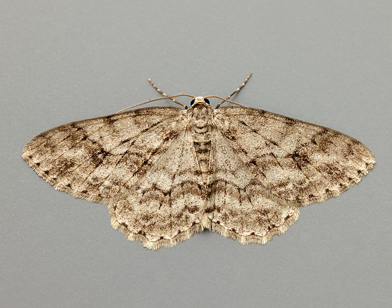 70.270 BF1947 Engrailed Ectropis crepuscularia