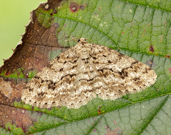 70.270 BF1947 Engrailed Ectropis crepuscularia