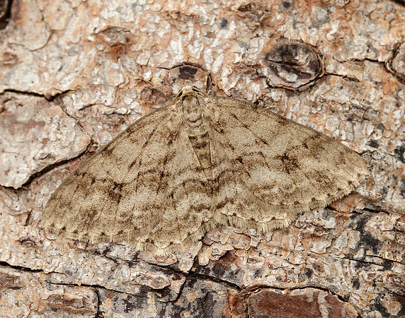70.270 BF1947 Engrailed Ectropis crepuscularia