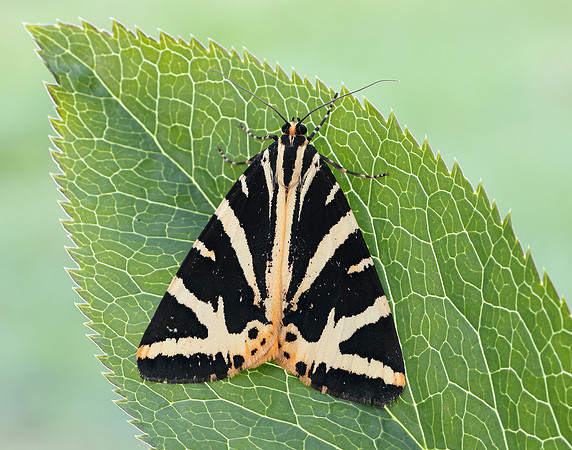 72.030 BF2067 Jersey Tiger Euplagia quadripunctaria