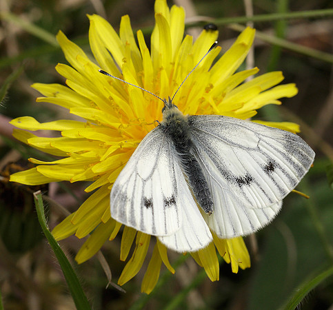 Green-veined White Pieris napi