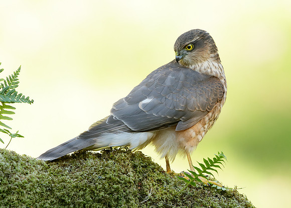 Sparrowhawk Accipiter nisus